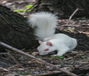 2016 06 11 WildLife MPLS 102